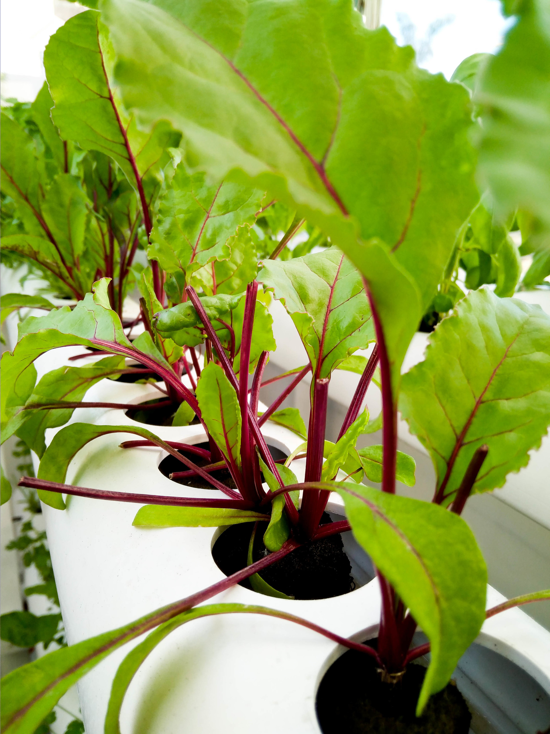 Innovate the way we GROW The Green revolution in Farming